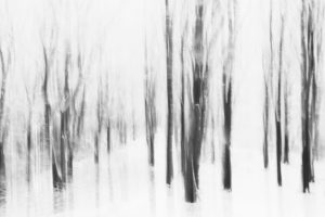 Snowy winter forest, alienation Snowy winter forest, alienation